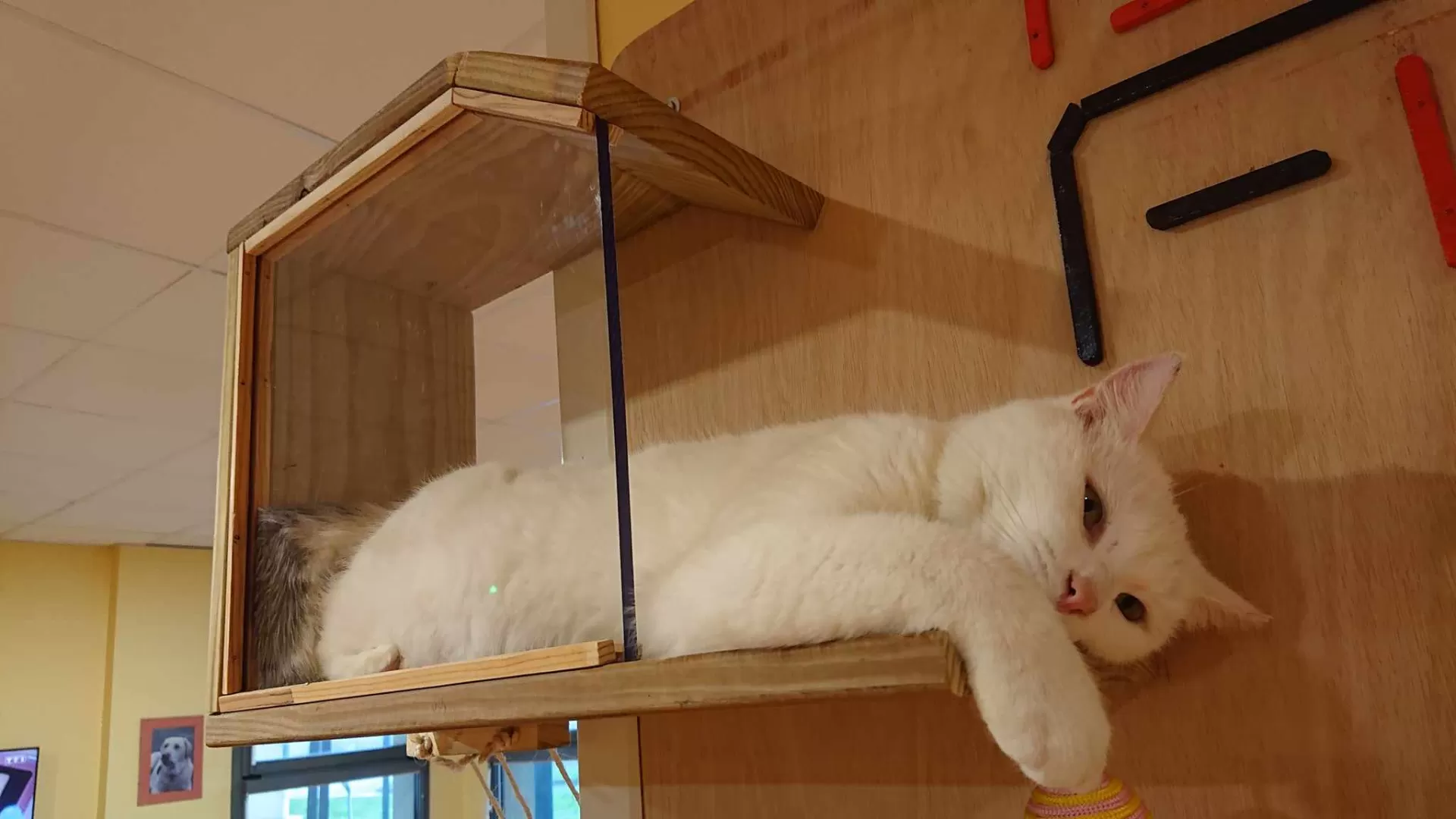 L'arbre à chats, image 4