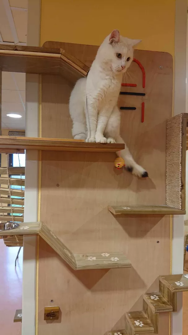 L'arbre à chats, image 5